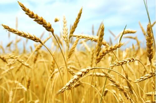 优质小麦种植项目