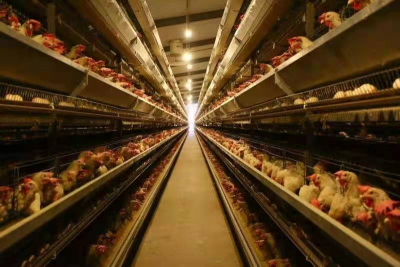 百万蛋鸡生态养殖项目